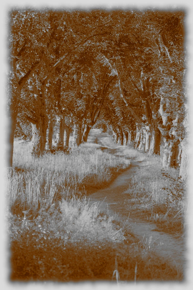 Mary Pilgrimage 201 Mary Pilgrimage 201