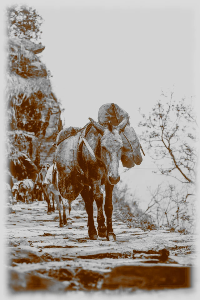 Mary Pilgrimage 208 Mary Pilgrimage 208