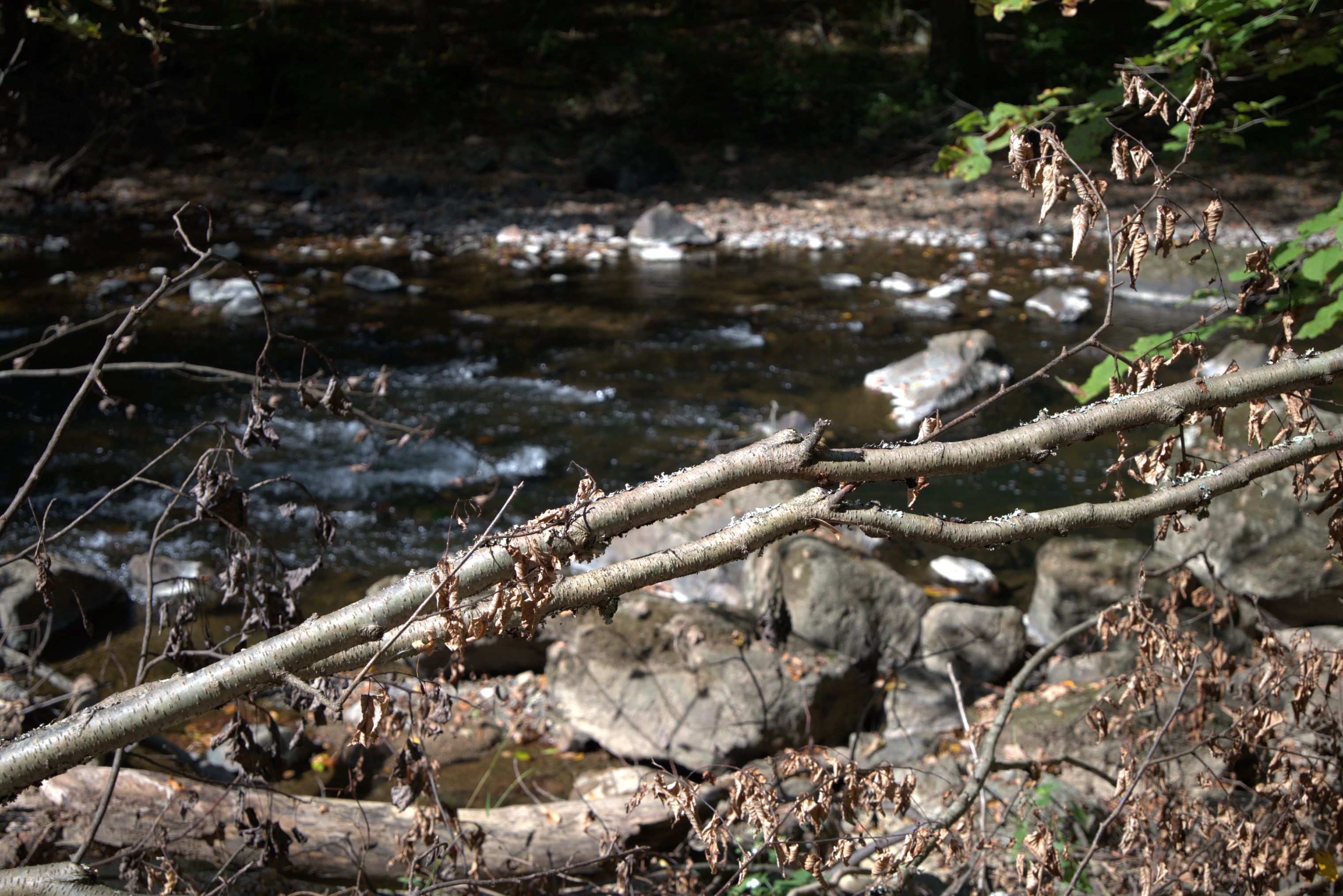 Califon Trails 305 Califon Trails 305