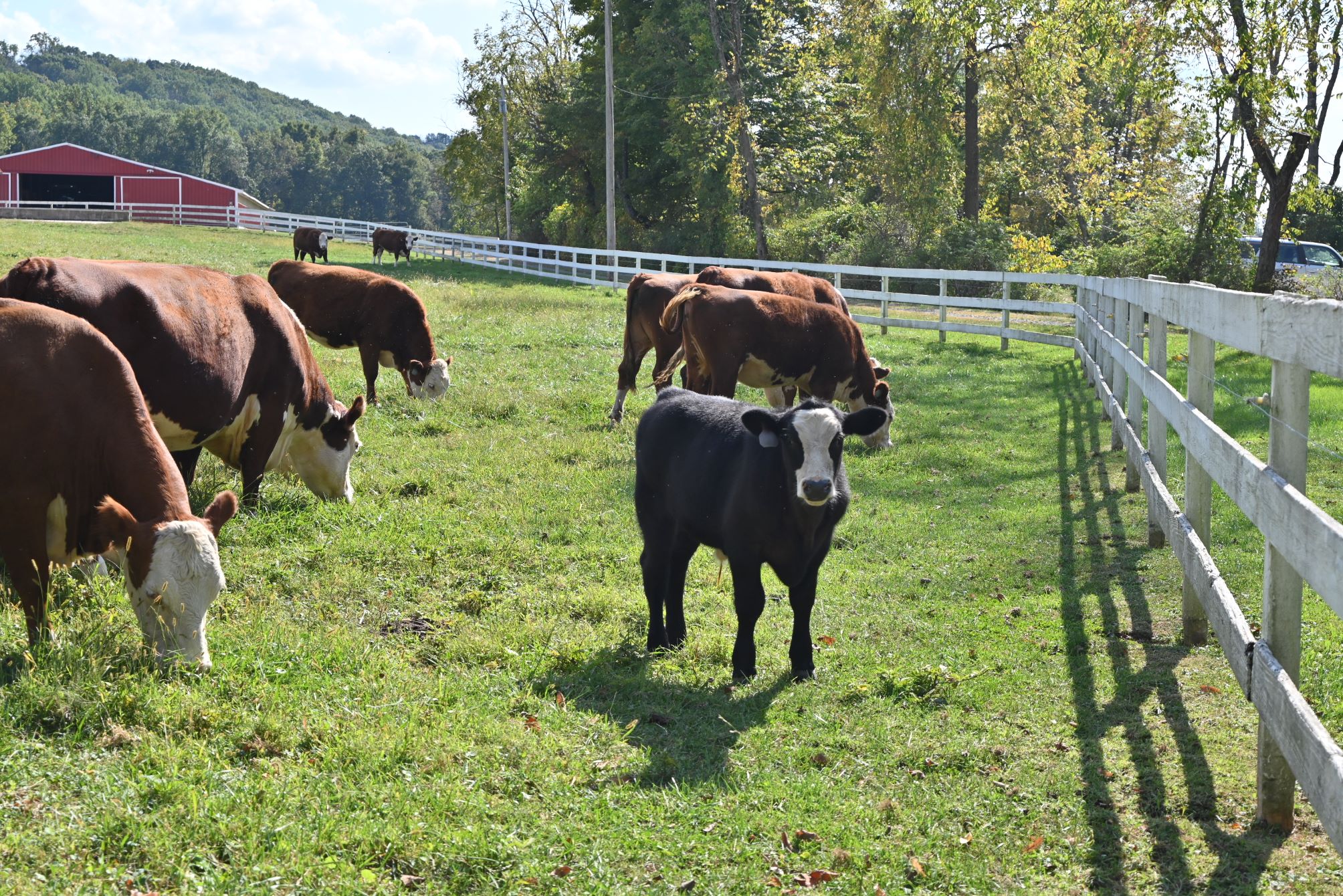 Califon Trails 325 Califon Trails 325