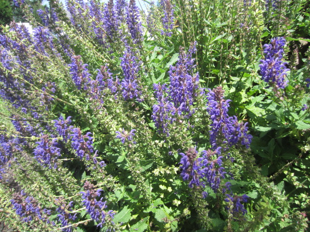 mis_nature1 mis_nature1