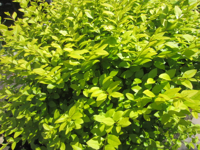 mis_nature2 mis_nature2