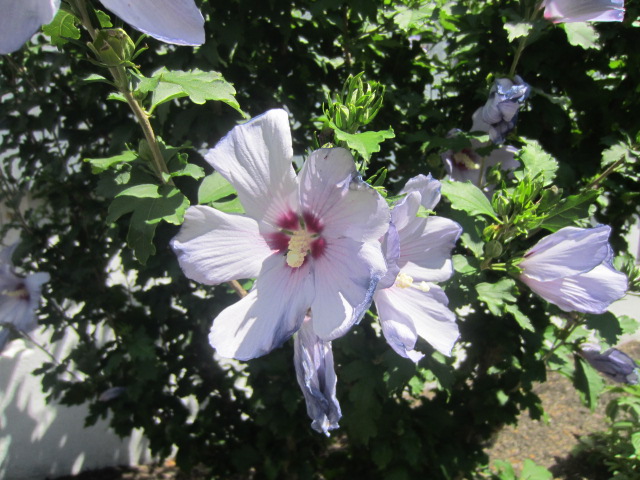 mis_nature3 mis_nature3