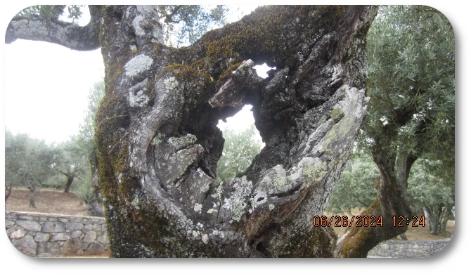 Via Crucis Grounds 04 Via Crucis Grounds 04