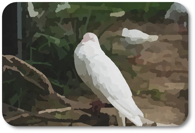 WC Doves 01 WC Doves 01