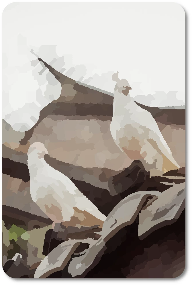 WC Doves 05 WC Doves 05