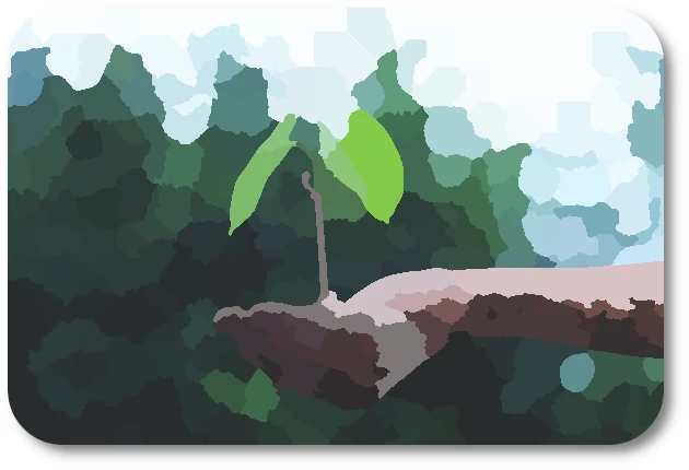 Seedling