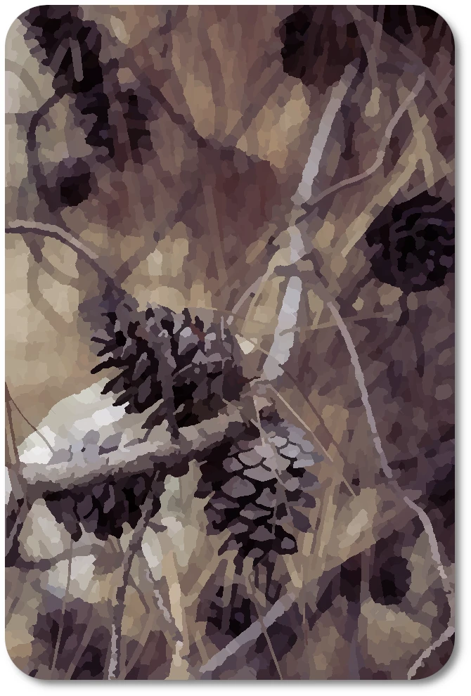 WC Pinecone 08