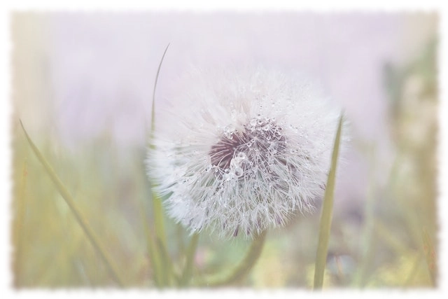 One dandelion in a field.