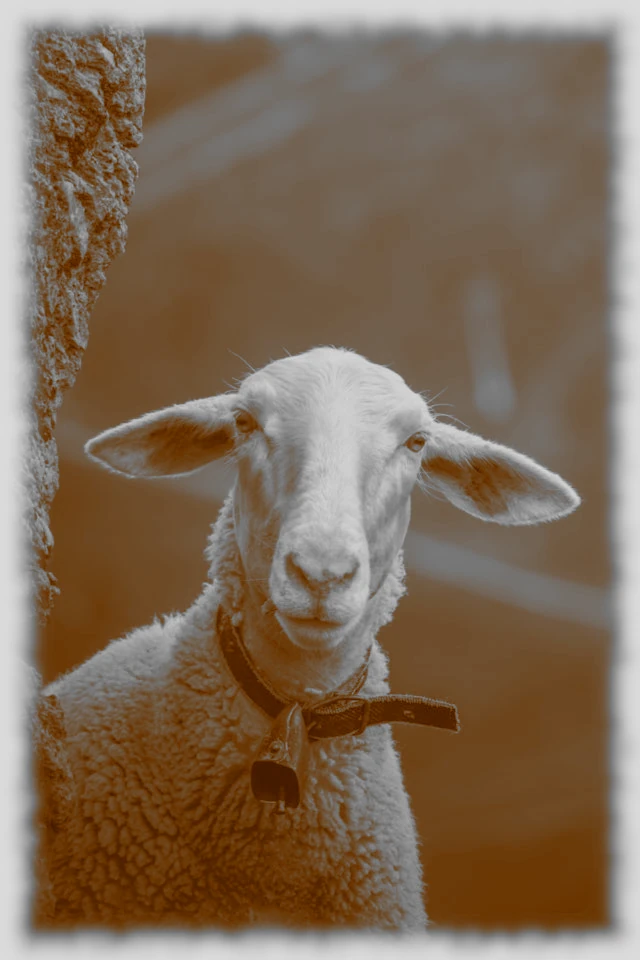 The Lamb of God, a symbol of Christ's sacrifice during the Crowning with Thorns