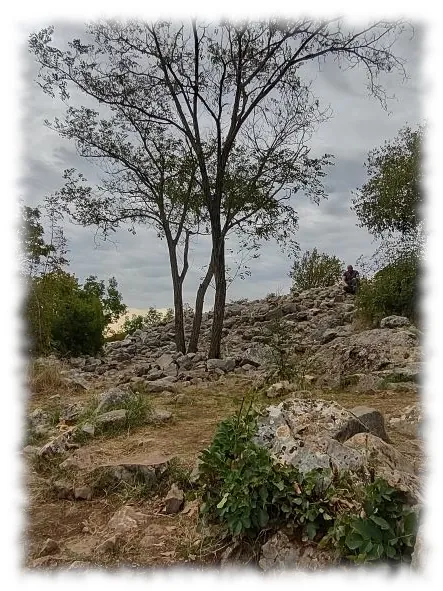 This photo is of a single tree on cross mountain